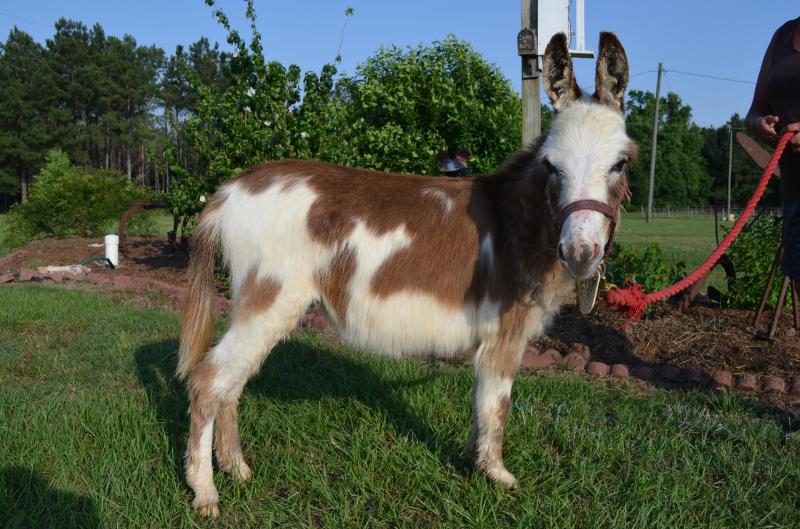 Bit Mark II, born Oct 2012, He will stay very small and will produce tiny babies