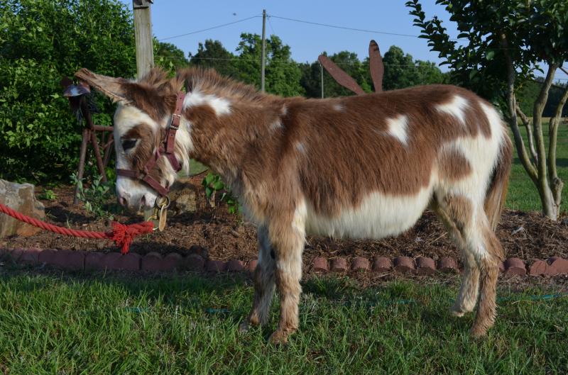 Bit Mark II, born Oct 2012, He will stay very small and will produce tiny babies