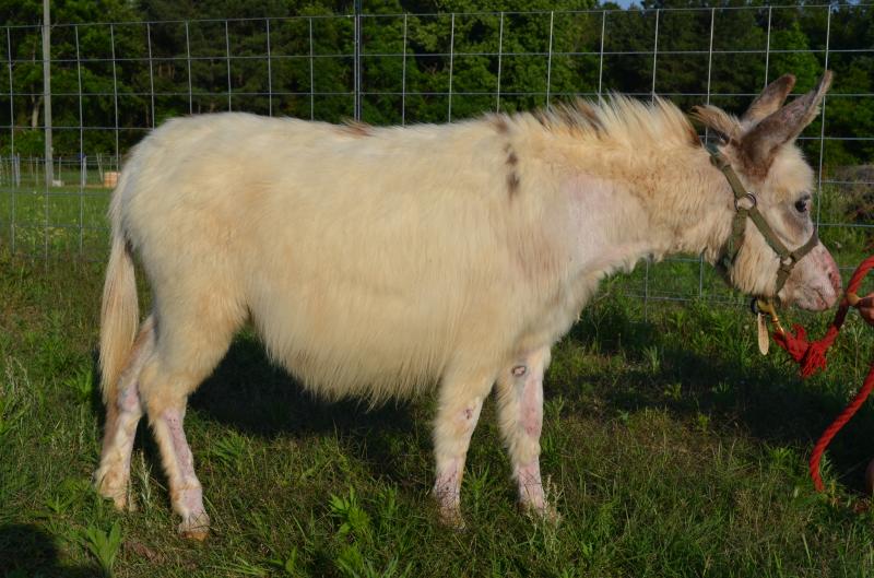 Wray's Betty Lou, DOB Feb 2013, tiny jennett, will produce small babies