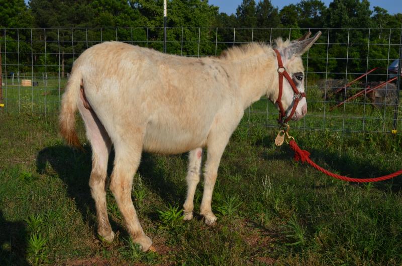 Holly Hill's Kate, DOB june 2011, bred to throw black and white babies
